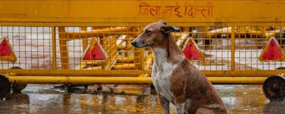 सुप्रीम कोर्ट का बड़ा फैसला: नसबंदी व टीकाकरण के बाद आवारा कुत्तों को उसी इलाके में छोड़ा जाएगा