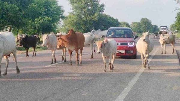 खुले में मवेशी : पूर्व मुख्यमंत्री बघेल ने कहा &ndash; 15 अगस्त तक की चेतावनी, 16 को मवेशियों के साथ प्रदर्शन, भाजपा ने कहा &ndash; समस्या के लिए पूर्व की कांग्रेस सरकार जिम्मेदार