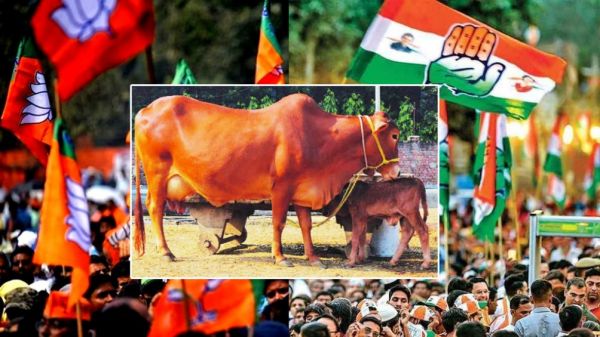 साहीवाल गाय पर सियासत: आदिवासी महिलाओं के लिए योजना या राजनीतिक दांव? कांग्रेस-बीजेपी में जुबानी जंग तेज