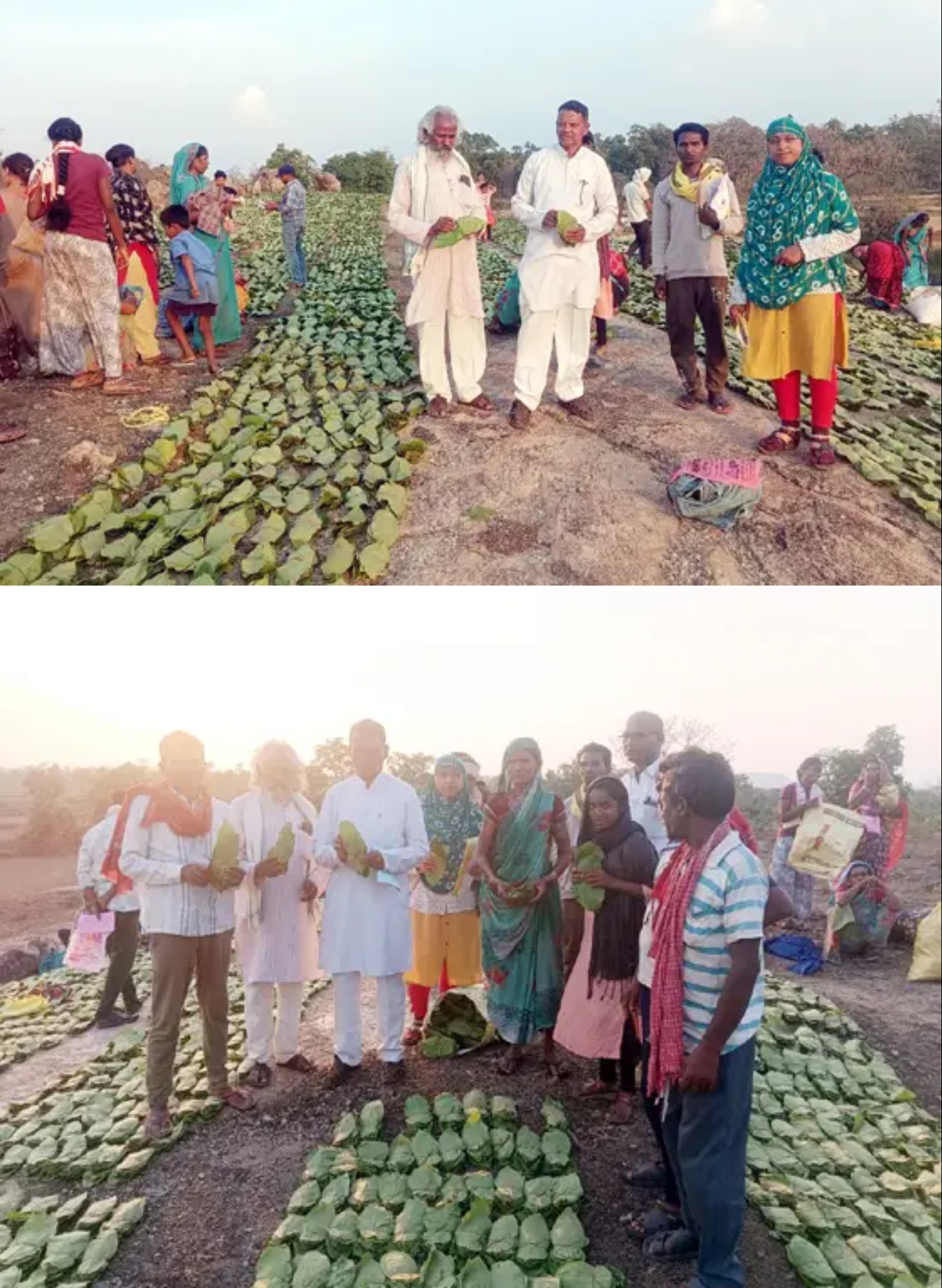 तेंदुपत्ता संग्रहण लक्ष्य का 70 प्रतिशत पूर्ण : कल्याण सिंह कपिल