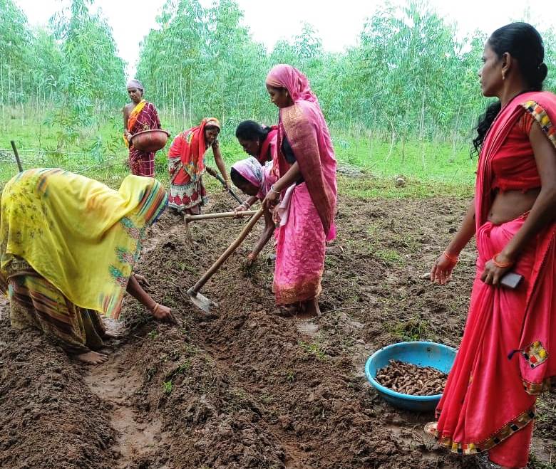 बिहान समूह की दीदियां हल्दी की खेती की ओर बढ़ रही आगे