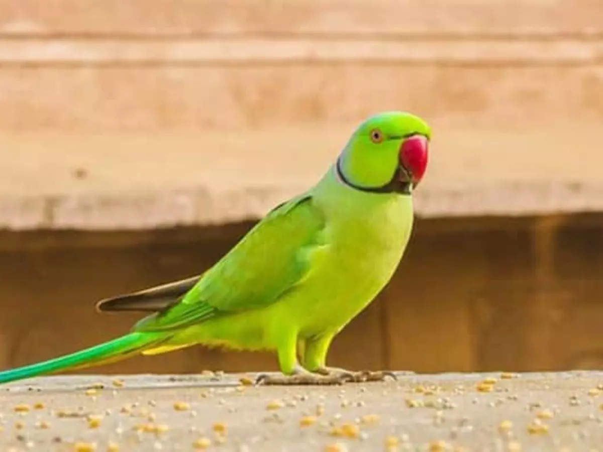 तोता एवं अन्य घरों में पाले गए पक्षी के संबंध में पूर्व में जारी निर्देश स्थगित