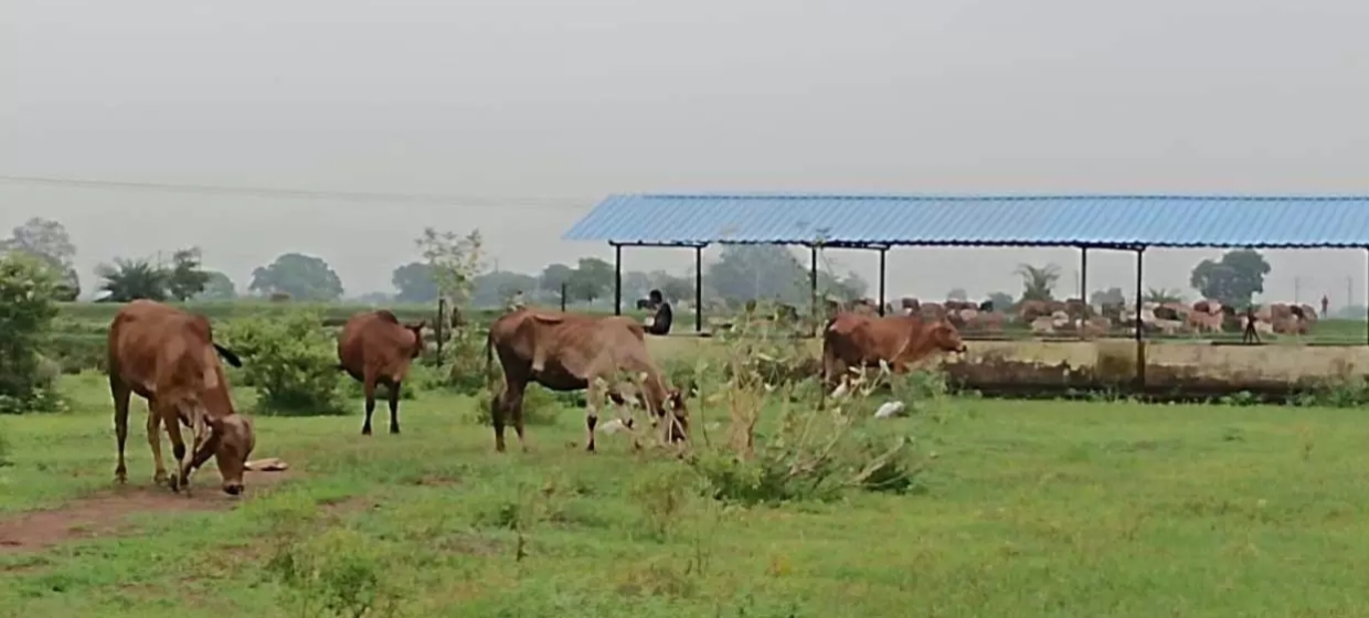 मवेशियों को सड़क से हटाने की कार्रवाई सतत जारी