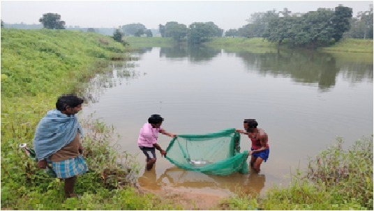 किशोरी अमृत सरोवर बना खुशहाली का स्रोत: 20 साल पुराने तालाब का कायाकल्प, सिंचाई और मछलीपालन से बदल रही है ग्रामीणों की जिंदगी