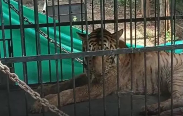 नहीं रही छत्तीसगढ़ की बाघिन बिजली