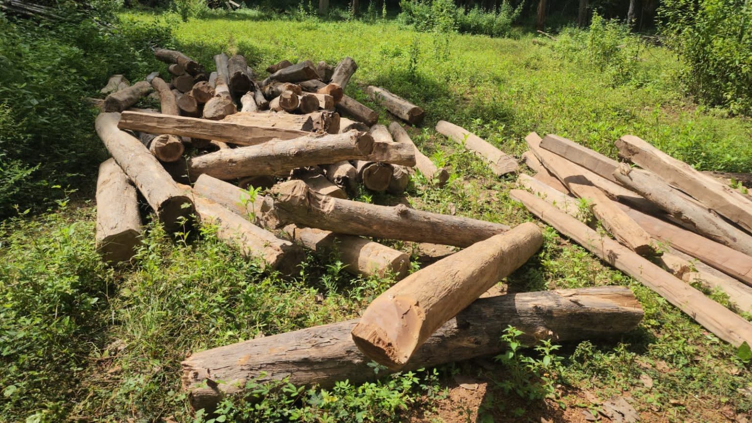 वन विभाग की बड़ी कार्रवाई, छापा मारकर सागौन की कीमती लकड़ी को किया जब्त