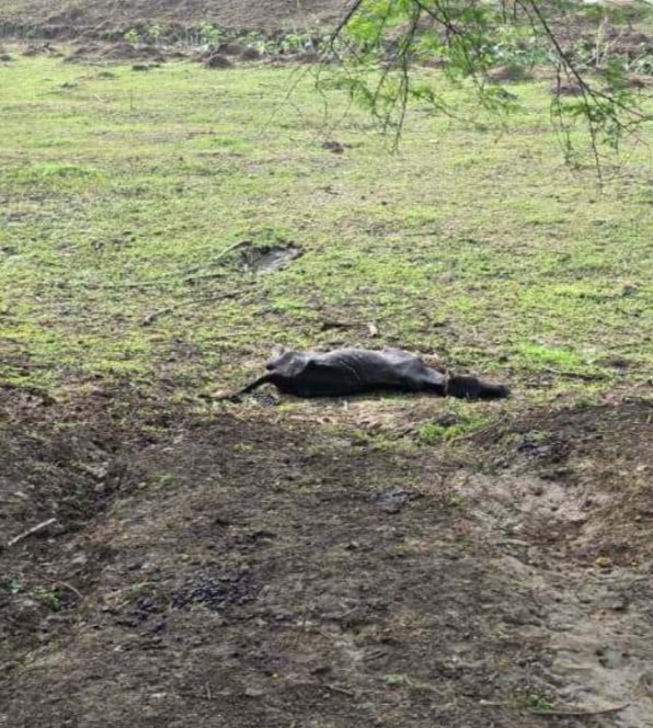 गौठान में 14 मवेशियों की मौत मामले में FIR दर्ज, जांच में जुटी पुलिस