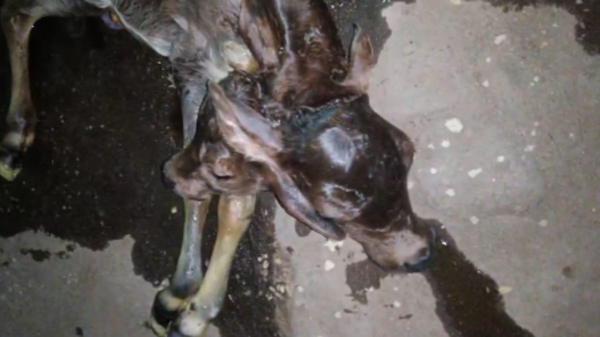छत्तीसगढ़ में गाय ने दो सिर वाले बछड़े को दिया जन्म, देखने उमड़ी लोगों की भीड़