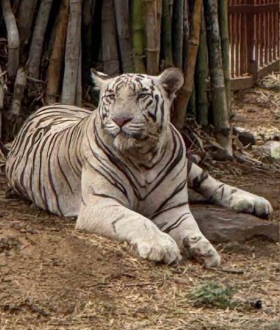 भिलाई मैत्री बाग में सफेद बाघिन की मौत 