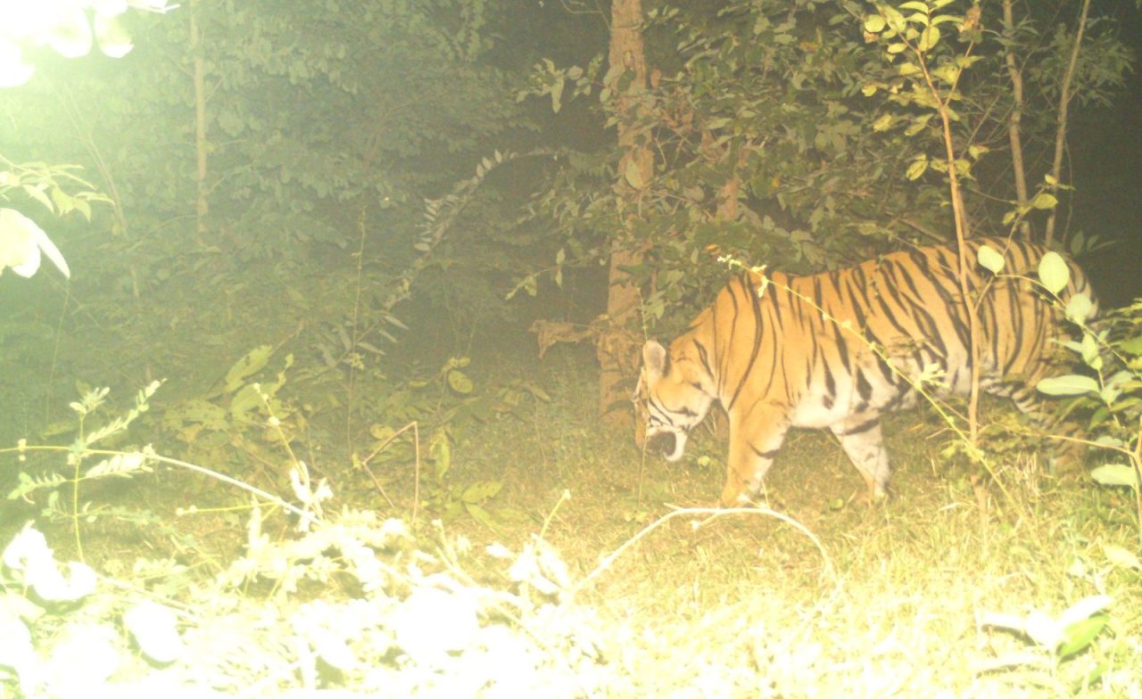 औंधी क्षेत्र में बाघ की दस्तक: नवागढ़ के जंगल में टाइगर कैमरे में कैद, वन विभाग ने जारी की सतर्कता एडवाइजरी