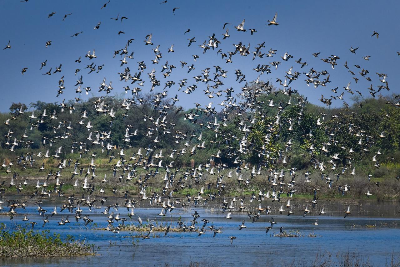 कोपरा जलाशय को राज्य का पहला रामसर साइट घोषित किया जाना छत्तीसगढ़ के लिए गर्व का क्षण: मुख्यमंत्री विष्णु देव साय