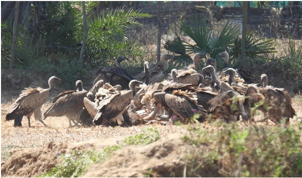 गिद्ध संरक्षण में छत्तीसगढ़ की नई उड़ान, इंद्रावती टाइगर रिजर्व बना देश का मॉडल