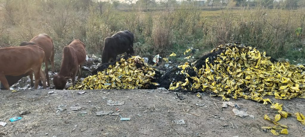 तखतपुर में नगर पालिका की लापरवाही, गौठान के पास फेंके गए एक्सपायरी सॉफ्ट ड्रिंक से गौवंश की जान खतरे में