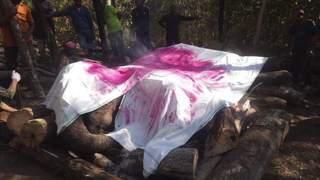 ओडिशा से भटककर आई हथिनी ने तोड़ा दम, वन अमले के प्रयास रहे नाकाम