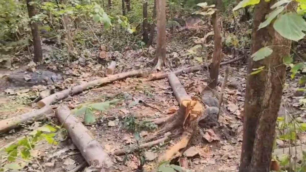 महासमुंद के जंगलों में सागौन तस्करी का खुलासा: 60 से ज्यादा कीमती पेड़ कटे, फॉरेस्ट गार्ड निलंबित, जांच तेज