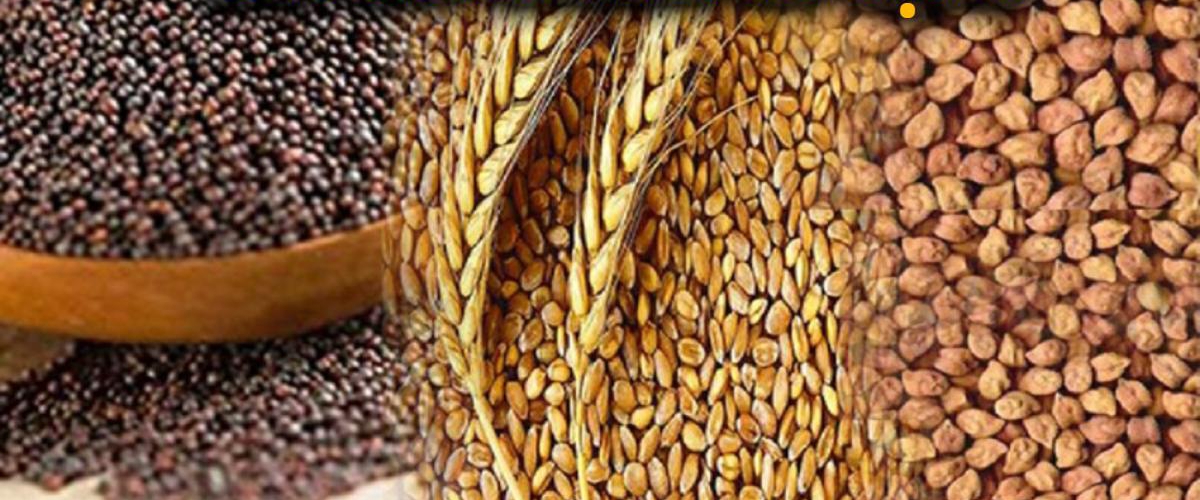 रबी बीज उत्पादन को बढ़ावा : किसानों के पंजीयन की तिथि 31 जनवरी तक बढ़ी