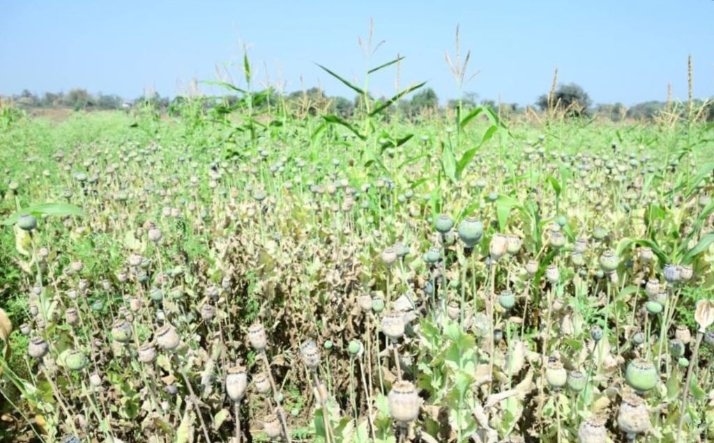 भाजपा नेता के खेत से 8 करोड़ का अफीम जब्त, मक्के के बीच पांच एकड़ से अधिक में उगाई थी फसल