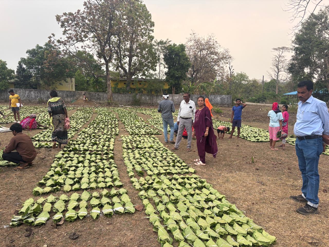 हरा सोना संग्राहकों की आय बढ़ाने की दिशा में बड़ा कदम, लगभग 920 करोड़ रुपए का होगा संभावित भुगतान
