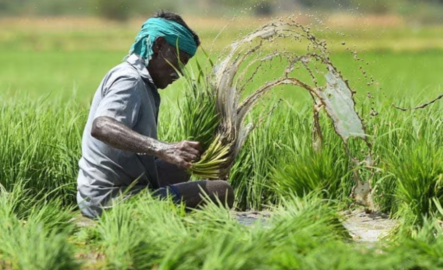 खरीफ फसलों का बीमा 31 जुलाई तक, एल नीनो के खतरे के बीच मिलेगी आर्थिक सुरक्षा