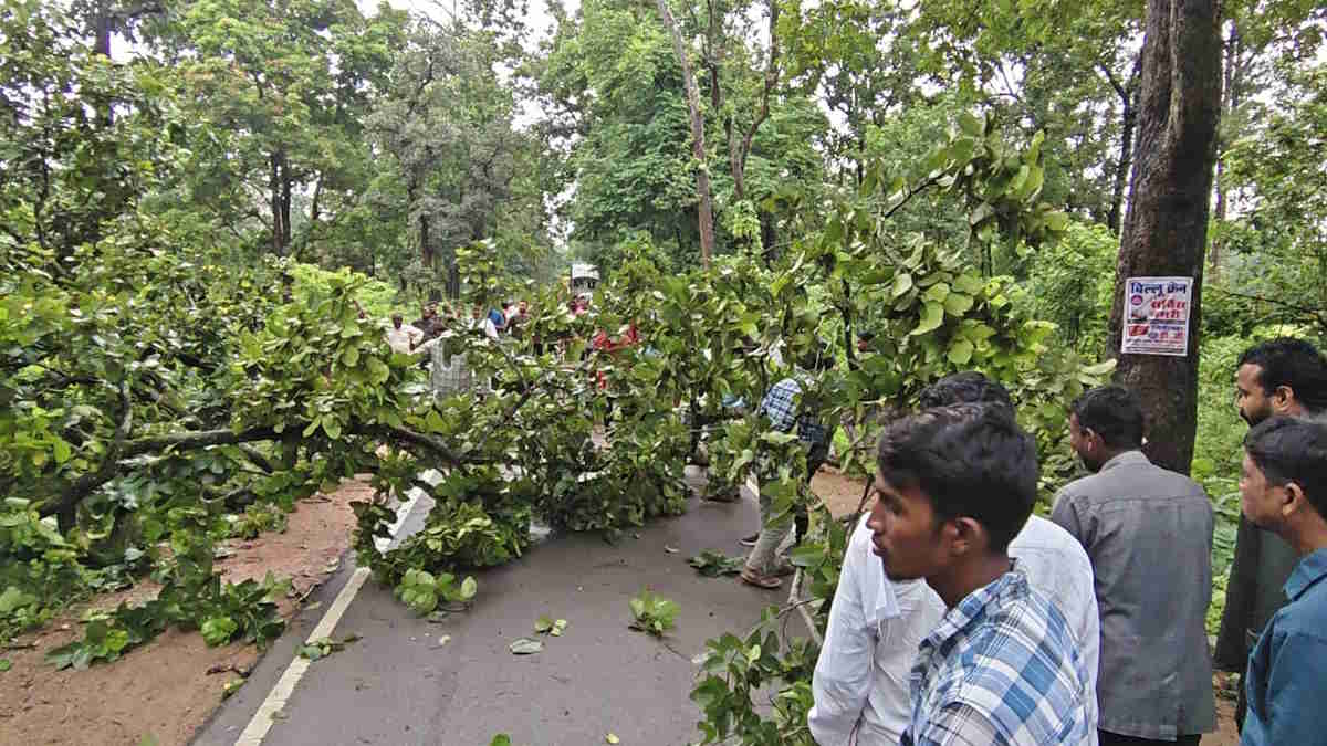 गरियाबंद में NH-130C पर गिरा विशालकाय पेड़, दोनों ओर वाहनों की लंबी कतार से लगा जाम