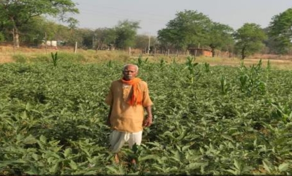 सरकारी योजना और तकनीकी मार्गदर्शन से बदली खेती की तस्वीर, ग्राफ्टेड बैंगन से बढ़ी किसान की आमदनी
