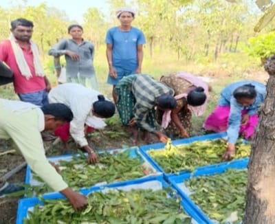 तसर पालन से बढ़ेंगे ग्रामीणों की आमदनी के अवसर, बीजापुर में 13 हितग्राहियों को स्वस्थ डिम्ब समूह वितरण के साथ मिली आर्थिक सहायता