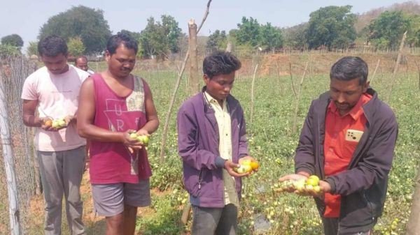 बेमौसम बारिश ने बढ़ाई अन्नदाताओं की चिंता, साग-सब्जी समेत फलोद्यान को हुआ भारी नुकसान, किसानों ने की मुआवजे की मांग