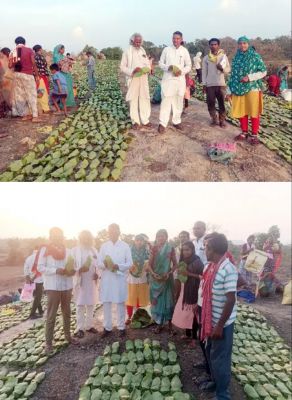 तेंदुपत्ता संग्रहण लक्ष्य का 70 प्रतिशत पूर्ण : कल्याण सिंह कपिल
