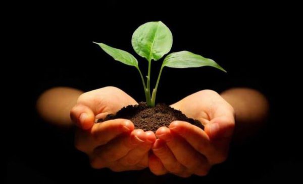 छत्तीसगढ़ में हरियाली को बढ़ाने विशेष अभियान,वन विभाग द्वारा चालू वर्ष के दौरान 4 करोड़ पौधे के वृक्षारोपण का लक्ष्य, वृहद वृक्षारोपण अभियान के लिए तैयारियां जोरों पर