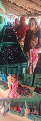 मौसमी फल जामुन के व्यवसाय से महिलाओं को मिल रहा है आर्थिक स्वावलंबन