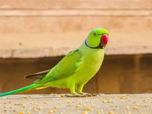 तोता एवं अन्य घरों में पाले गए पक्षी के संबंध में पूर्व में जारी निर्देश स्थगित