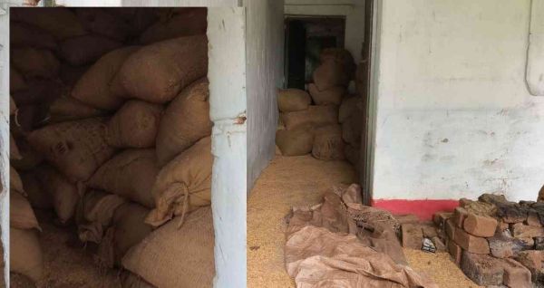 500 से अधिक कट्&zwnj;टे धान का अवैध भंडारण, संदेह के दायरे में धान खरीदी केंद्र प्रबंधन