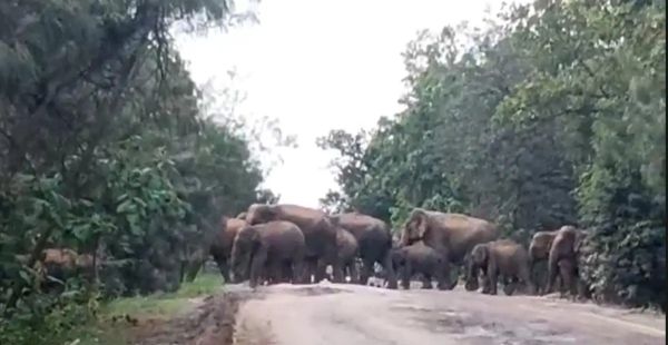 सड़क पर एक साथ दिखा 70 से अधिक हाथियों का झुंड