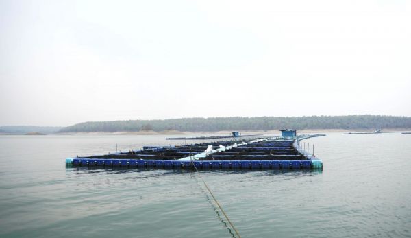 छत्तीसगढ़ में फिशरीज के नये युग की शुरूआत, हसदेव डुबान में बनेगा पहला एक्वा पार्क