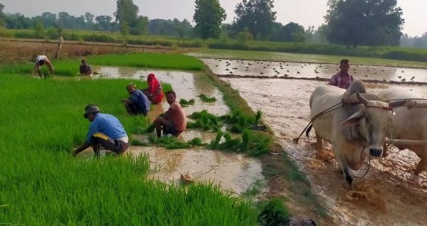 प्रदेश में खेती-किसानी का कार्य तेजी के साथ जारी,&nbsp;अब तक 36.42 लाख हेक्टेयर क्षेत्र में विभिन्न फसलों की बोनी