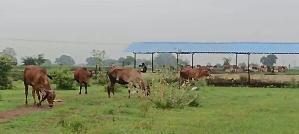 मवेशियों को सड़क से हटाने की कार्रवाई सतत जारी