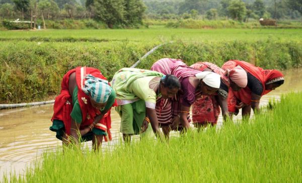 प्रदेश में रासायनिक खाद पर्याप्त मात्रा में उपलब्ध, राज्य के लिए निर्धारित 14.62 लाख मीट्रिक टन के विरूद्ध 13.19 लाख मीट्रिक टन खाद वितरित