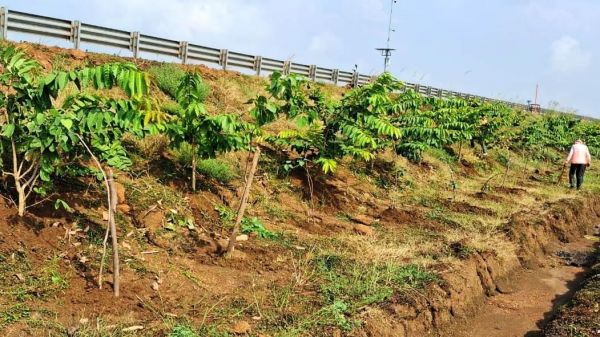 छत्तीसगढ़ के राष्ट्रीय राजमार्ग बन रहे ग्रीन कॉरिडोर: एनएचएआई ने इस साल लगाए 2.71 लाख पौधे