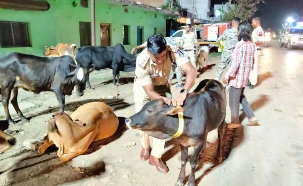 पुलिस की सराहनीय पहल, मवेशियों के गले में लगाए गए रेडियम कॉलर टैग  