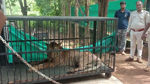 बाघिन बिजली ने की ट्रेन की सवारी, इलाज के लिए हावड़ा-अहमदाबाद से पहुंची जामनगर