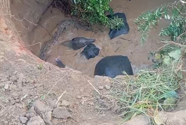 कुएं में गिरा शावक समेत 3 हाथियों का दल, वन विभाग ने किया रेस्क्यू