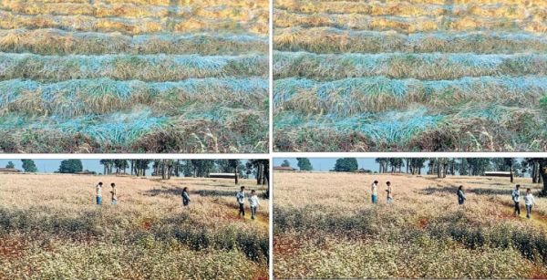 उत्तर छत्तीसगढ़ में कड़ाके की ठंड, जमने लगी ओस की बूंदें