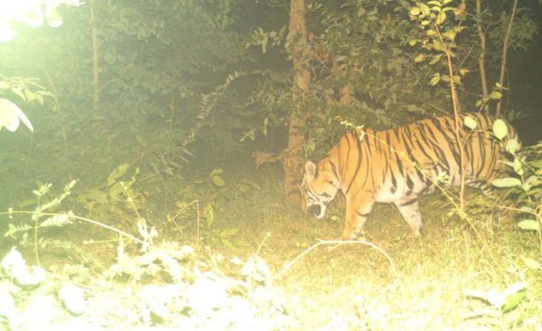 औंधी क्षेत्र में बाघ की दस्तक: नवागढ़ के जंगल में टाइगर कैमरे में कैद, वन विभाग ने जारी की सतर्कता एडवाइजरी