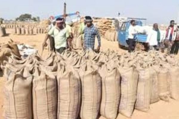 छत्तीसगढ़ में अब तक 87 लाख टन धान की हो चुकी खरीदी