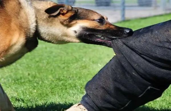 आवारा कुत्ते का कहर: 5 वर्षीय मासूम पर हमला, सिर और हाथ में गंभीर चोटें