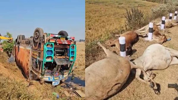 मवेशियों से भरा कंटेनर पलटा, 50 से अधिक गायों की हुई दर्दनाक मौत