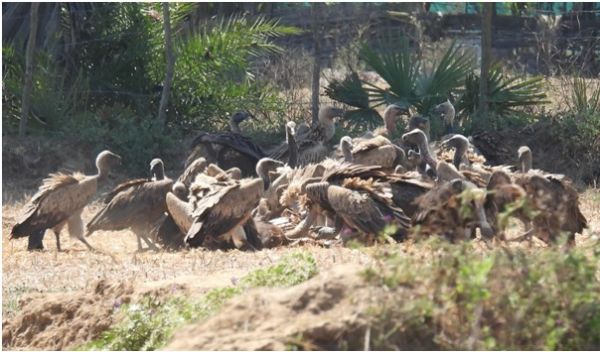 गिद्ध संरक्षण में छत्तीसगढ़ की नई उड़ान, इंद्रावती टाइगर रिजर्व बना देश का मॉडल