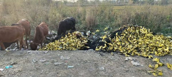 तखतपुर में नगर पालिका की लापरवाही, गौठान के पास फेंके गए एक्सपायरी सॉफ्ट ड्रिंक से गौवंश की जान खतरे में