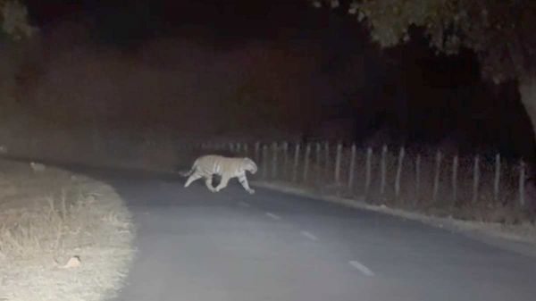 अमरकंटक इलाके में दिखा बाघ, रास्ते से गुजरते वक्त शिक्षक ने बनाया वीडियो