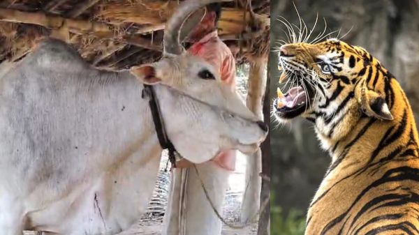 छत्तीसगढ़&ndash;महाराष्ट्र सीमा में बाघ का आतंक, दिन-दहाड़े मवेशी पर हमला&hellip; ग्रामीणों ने पेड़ पर चढ़कर बचाई जान